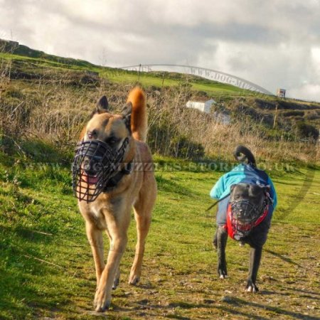 The Best Belgian Malinois Dog Muzzle Size for Any Weather