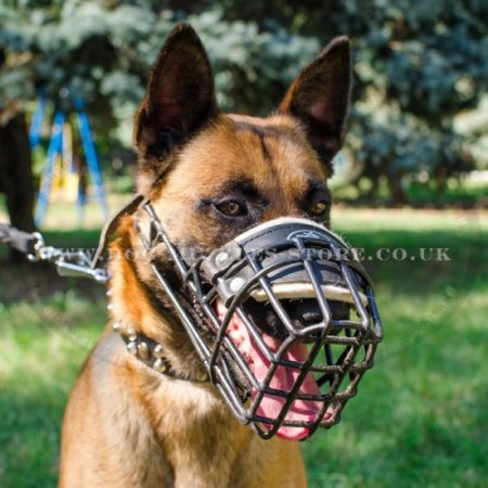The Best Belgian Malinois Dog Muzzle Size for Any Weather