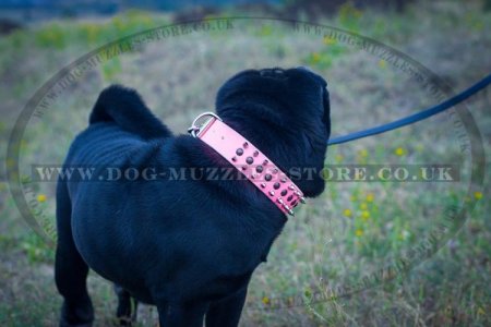 Original Style of Shar Pei Collar with Spikes and Studs