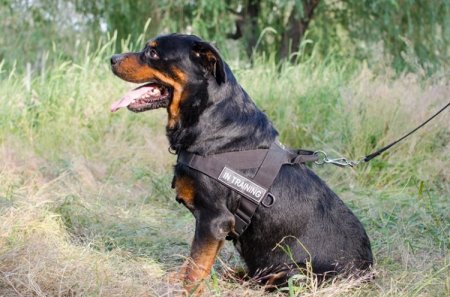 Dog Cart Harness - Dog Pulling Harness - Leather Dog Harness -H5 :  Rottweiler Breed: Dog Harnesses, Muzzles, Collars, Leashes, Bite Sleeves,  Training Equipment