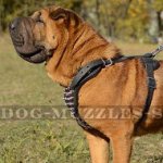 Splendid Spiked Leather Dog Harness for Sharpei Dogs