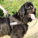 Newfoudland Harness to Stop Dog Pulling on a Leash