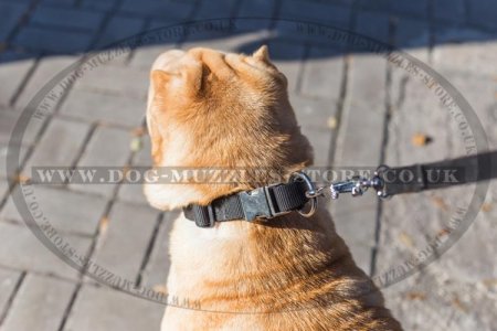 "Reliable Grip" Strong Nylon Shar Pei Dog Collar