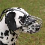 The Best Dog Muzzles UK for Dalmatian | Dalmatian Muzzle UK