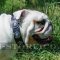 English Bulldog Collar with Blue Studs | Leather Dog Collar UK