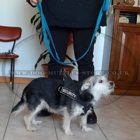 New! Royal Blue Dog Leash For Strong Dog Walking And Training