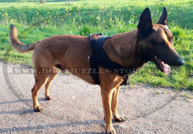 Dog harness for belgian malinois sale