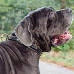 Royal Dog Collar Design for Neapolitan Mastiff Dogs