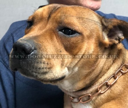 Non-Allergic Dog Choke Collar of Curogan | Fur Saver for Dogs