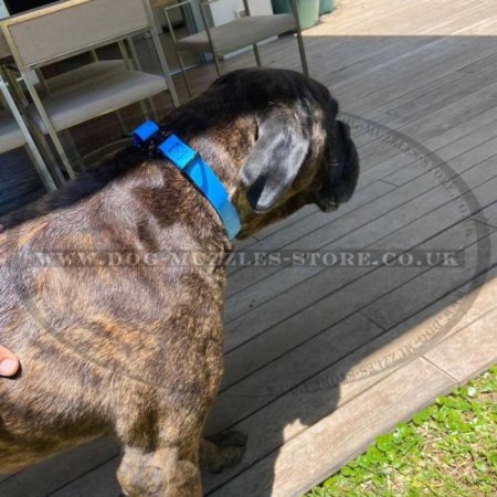 1" Medium to Large Waterproof Dog Collar with Metal Clasp