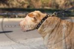 Durable Studded Shar Pei Dog Collar With Studs 1" Width