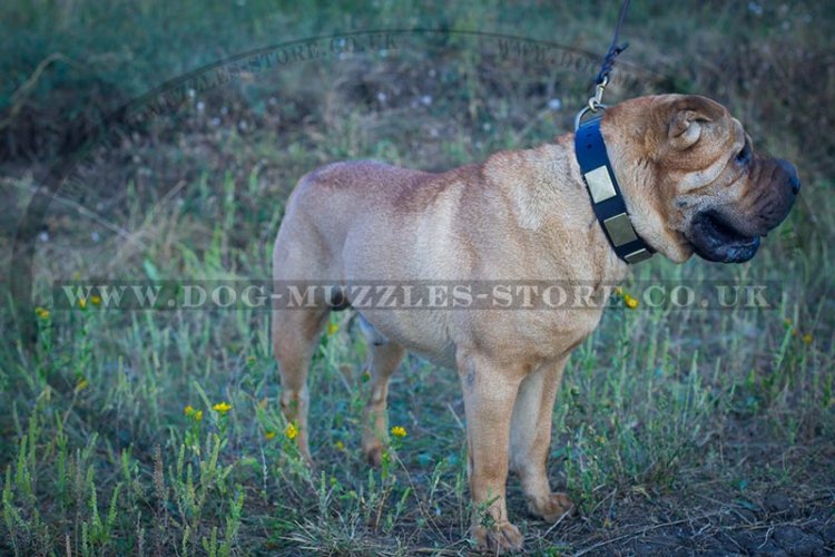 "Gorgeous" Tear-Proof Dog Collar For Shar Pei UK 1.6" (4 cm)