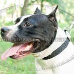 Staffie Collar Classic Design | Staffy Collars for Daily Walking
