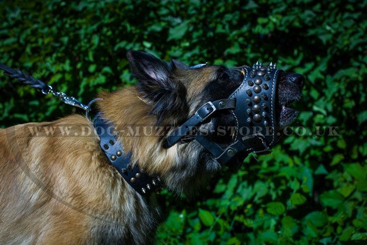 Soft Padded Dog Muzzle Loop with Spikes for Tervuren