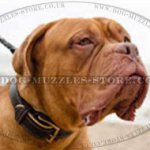 Dogue De Bordeaux Collar Soft Padded with Nappa