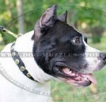 Staffordshire Bull Terrier Collar for Daily Dog Walking