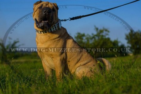 "Vivid Flash Of Lightning" Leather Dog Collar For Shar Pei