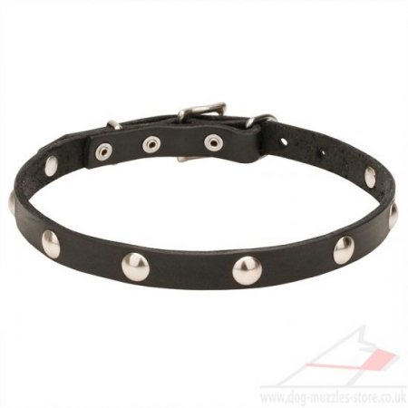 Thin 3/4 Inch Leather Dog Collar with Elegant Rivets