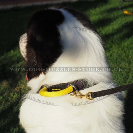 Strong Dog Collar with Handle | Dog Collar for Large Dog Control