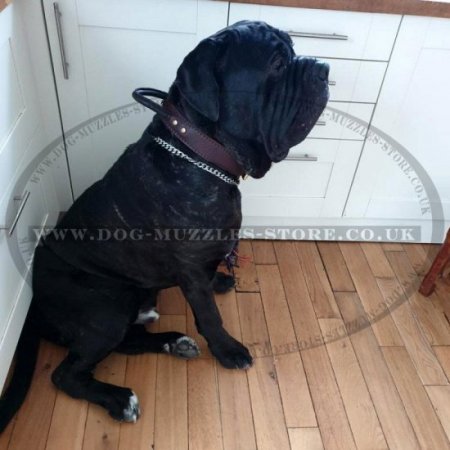 Super Strong Dog Collar with Handle for the Best Control