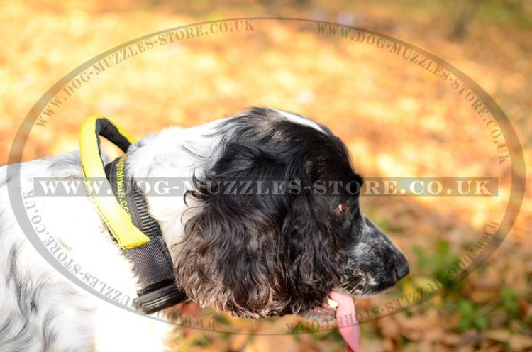 Best Spaniel Dog Collar with Handle for Training and Working