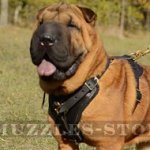 Best Dog Harness for Shar Pei Dog Breed - UK Bestseller