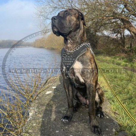 Spiked Dog Harness for Large Dogs | Soft Padded Dog Harness