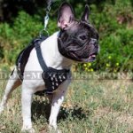 Luxury Spiked Dog Harness for Your Fancy Frenchie