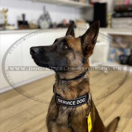 K9 Dog Collar for Dog Training | Service Dog Collars UK