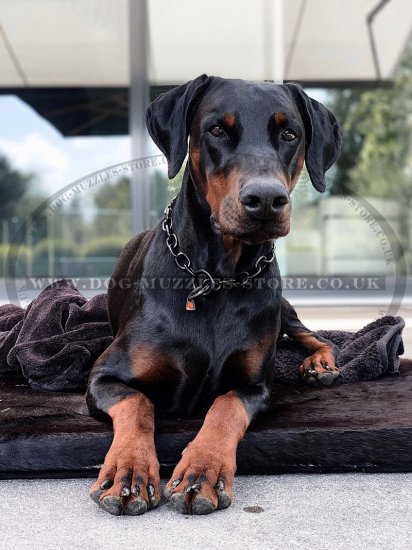 Black Steel Choke Collar for Large Dogs | Large Dog Collar