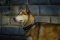 Strong And Comfortable Nylon Siberian Husky Dog Collar