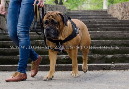 Bullmastiff Dog Harness to Prevent Pulling, Multitasking