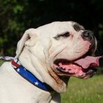 American Bulldog Collar Handpainted | Bulldog Leather Collar
