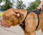 Dogue De Bordeaux Harness Bestseller UK