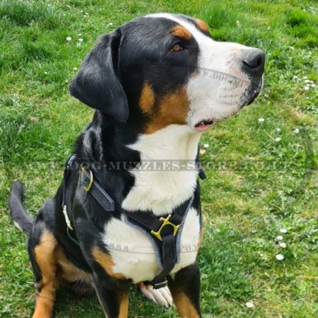 Dog Tracking, Walking Leather Dog Harness for Training