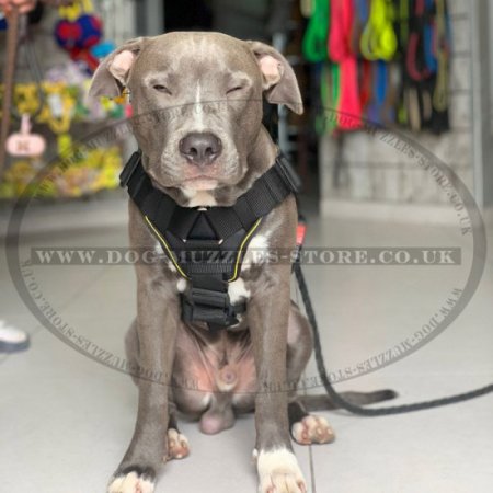 Pitbull Harness with Handle | Nylon Dog Harness for Pitbull