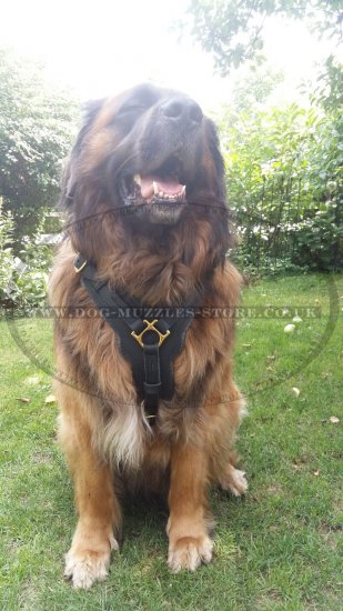 Favorite Large Leather Dog Harness UK Best Seller