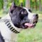 Studded Dog Collar for Amstaff | Amstaff Collar Glancing Style