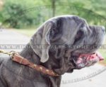 Choose Elegant Design of Dog Collar for Your Neapolitan Mastiff!