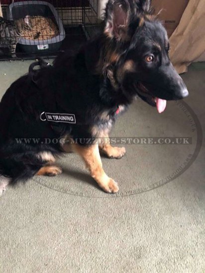 Non Pull Dog Harness UK Bestseller with Front Clip and Ring