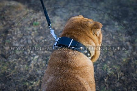 "Mighty King" Strong Shar Pei Dog Collar With Steel Hardware