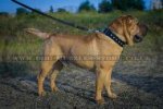 "Mighty King" Strong Shar Pei Dog Collar With Steel Hardware