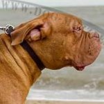 Leather Dog Collar for Dogue De Bordeaux Classic Design