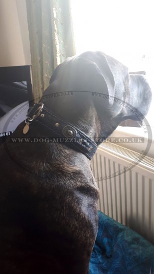 Exclusive Dog Collar Design, Soft Padded, Braided Leather