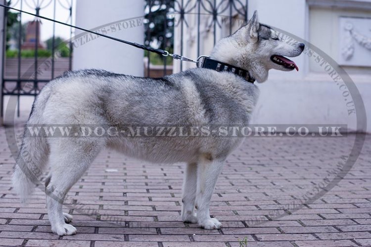 best collar for siberian husky