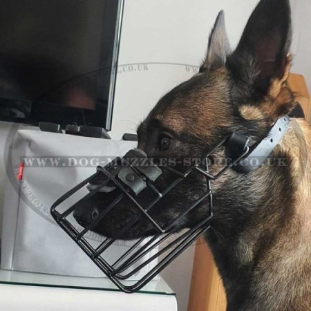 The Best Belgian Malinois Dog Muzzle Size for Any Weather