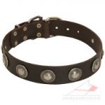 Leather Dog Collar with Adornments