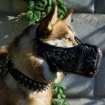 Closed Dog Muzzle for Siberian Husky Dog Training and Walking