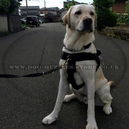 Non Pull Dog Harness UK Bestseller with Front Clip and Ring