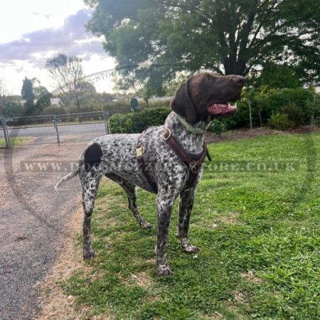 Dog Tracking, Walking Leather Dog Harness for Training